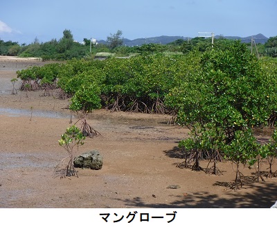 マングローブ
