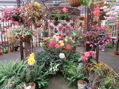 フラワーセンター